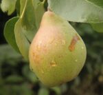 pyrus communis precoce morettini pero 1