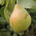 pyrus communis precoce morettini pero 1
