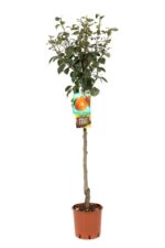 pyrus communis precoce morettini pero