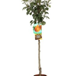 pyrus communis precoce morettini pero
