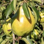 pyrus communis william bianco pero 1