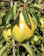 pyrus communis william bianco pero 1