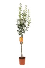 pyrus communis william bianco pero