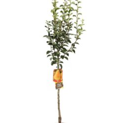 pyrus communis william bianco pero