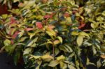 rhyncospermum asiaticum aureovariegato gelsomino 1