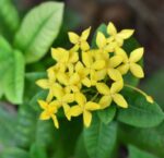 rhyncospermum asiaticum fiore giallo gelsomino 1