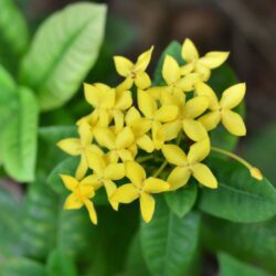 rhyncospermum asiaticum fiore giallo gelsomino 1