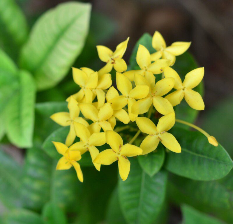 rhyncospermum asiaticum fiore giallo gelsomino 1 rhyncospermum asiaticum fiore giallo gelsomino 1