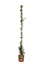 rhyncospermum asiaticum fiore giallo gelsomino
