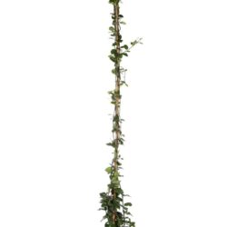 rhyncospermum asiaticum fiore giallo gelsomino