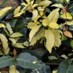 rhyncospermum asiaticum hogon nishiki gelsomino 1