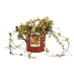 rhyncospermum asiaticum hogon nishiki gelsomino