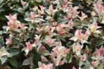 rhyncospermum asiaticum tricolor gelsomino 1