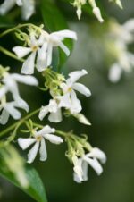 rhyncospermum jasmeinoides gelsomino 1