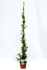 rhyncospermum jasmeinoides gelsomino