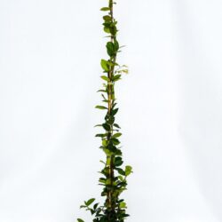 rhyncospermum jasmeinoides gelsomino