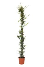rhyncospermum jasmeinoides gelsomino 3