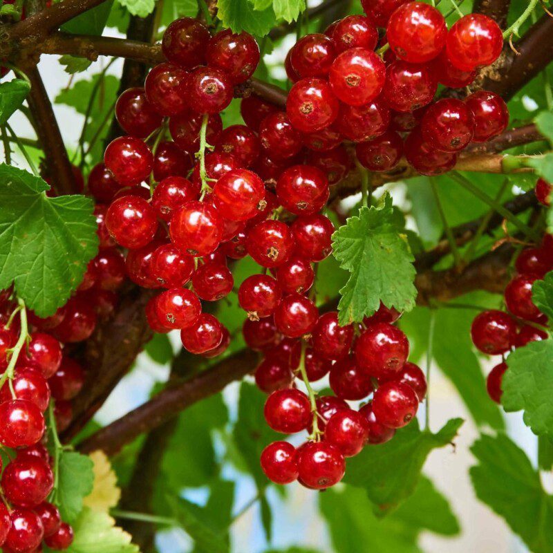 ribes rolan rosso ribes rolan rosso