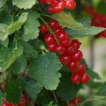 ribes rovada rosso 1