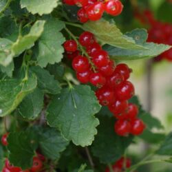 ribes rovada rosso 1