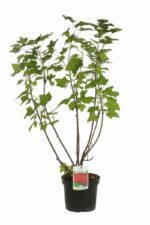 ribes rovada rosso