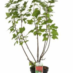 ribes rovada rosso