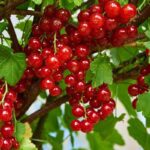 ribes rubrum jonkheer van tets rosso