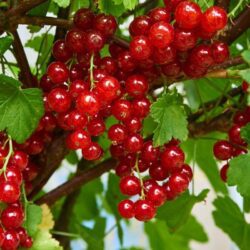ribes rubrum jonkheer van tets rosso
