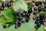 ribes titania nero 1