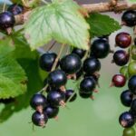 ribes titania nero 1