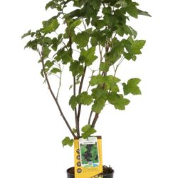 ribes titania nero