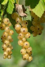ribes weisse versailler bianco 1