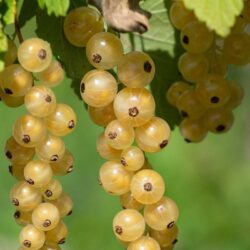 ribes weisse versailler bianco 1