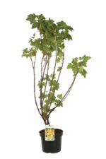 ribes weisse versailler bianco