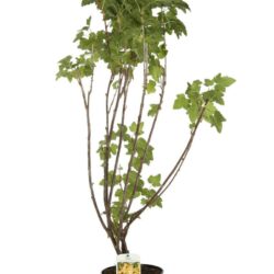 ribes weisse versailler bianco