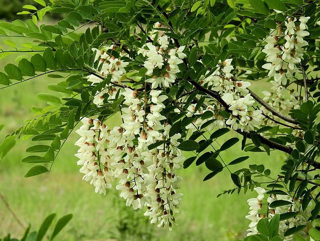 robinia pseudoacacia