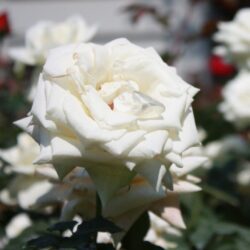 rosa alaska rampicante 1