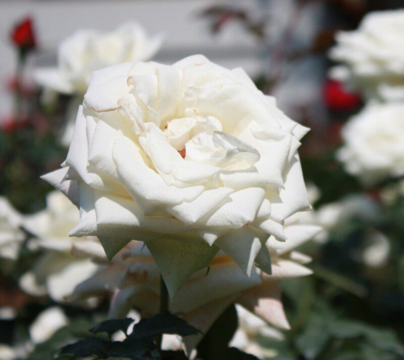 rosa alaska rampicante 1