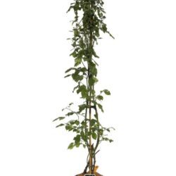 rosa alaska rampicante