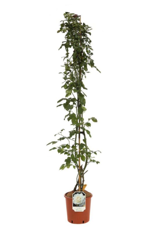 rosa alaska rampicante