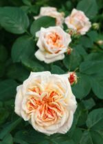 rosa alchemist rampicante 1
