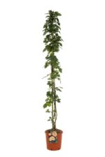 rosa alchemist rampicante