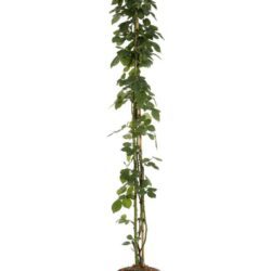 rosa alchemist rampicante