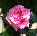 rosa aloha rampicante 1