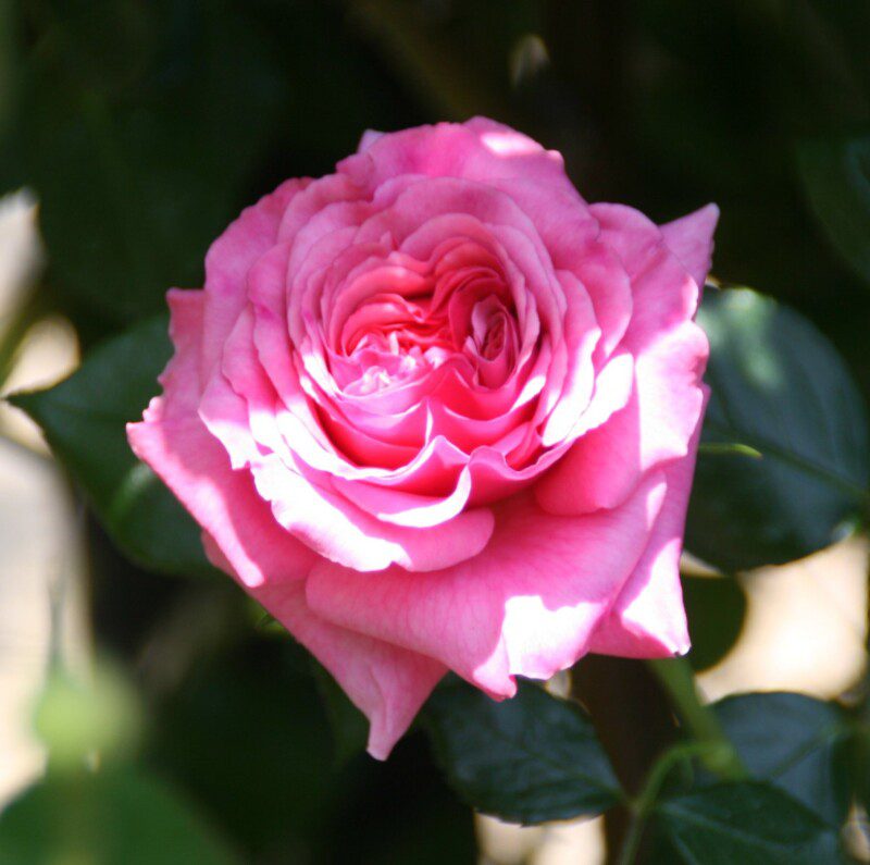rosa aloha rampicante 1