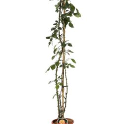 rosa aloha rampicante