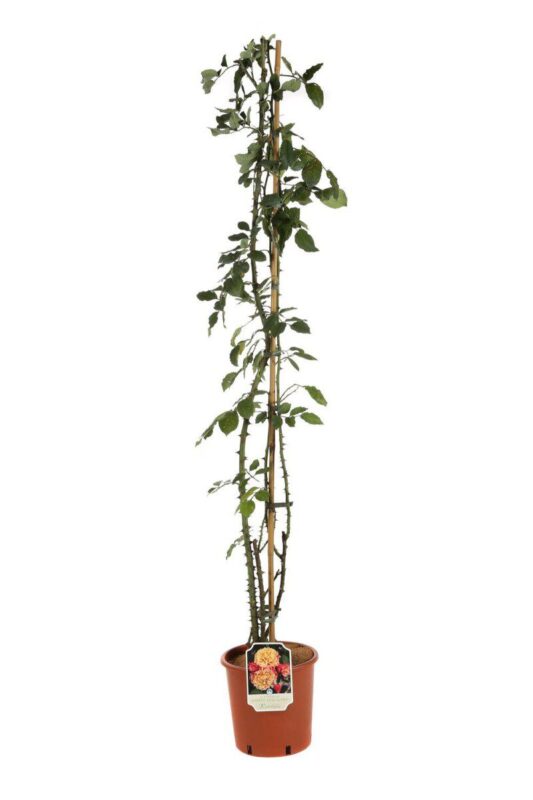 rosa aloha rampicante