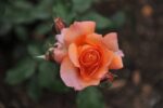 rosa arancio vermiglio alberello 1