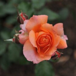 rosa arancio vermiglio alberello 1
