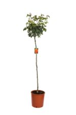 rosa arancio vermiglio alberello